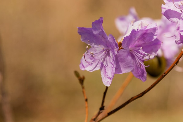 Photo macro of a branch of ledum flower