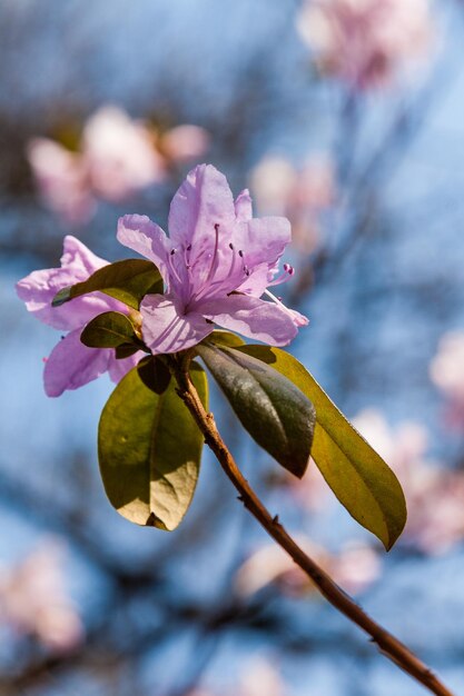 Macro of a branch of Ledum flower