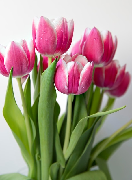 macro bright tulips with drops