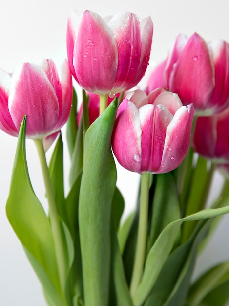 macro bright tulips with drops