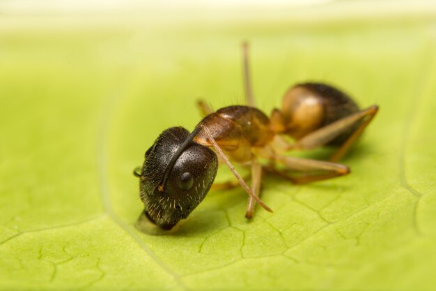 Macro brown ant