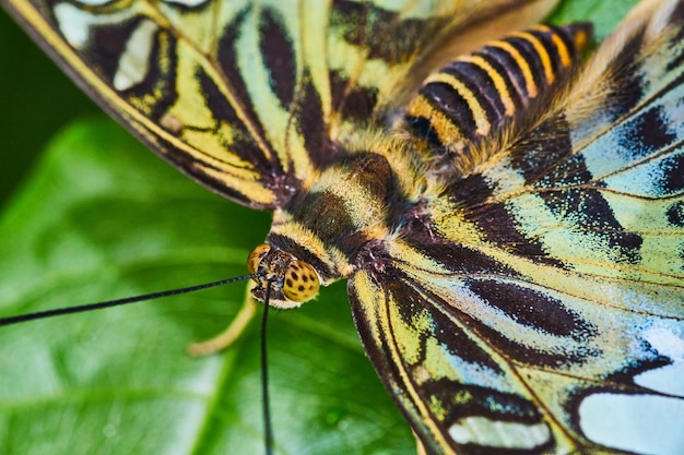 Macro of Brown Clipper butterfly face and wings