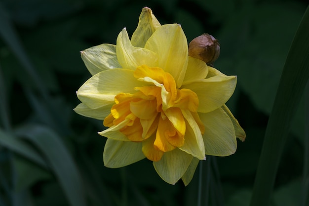 Macro bud of yellow narcissus flower on green grass background