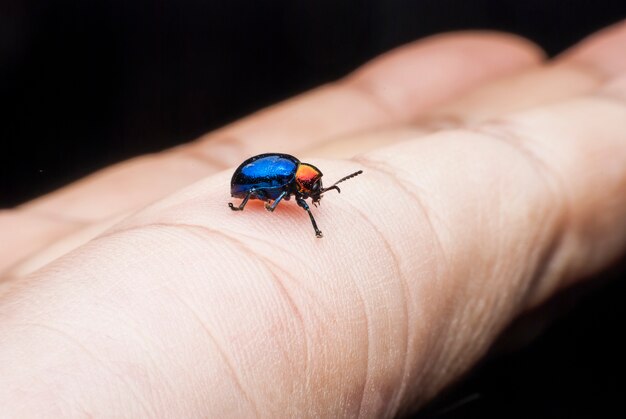 Macro  bug Colorful On hand .