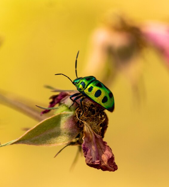 Macro of a bug