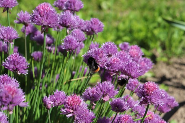 玉ねぎの花の上のマクロバンブルビー