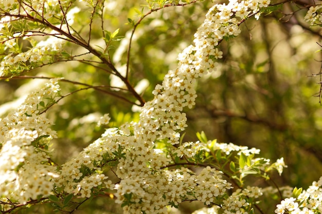 Photo macro bush of small white flowers on a branch. a beautiful spring shrub with small delicate white flowers