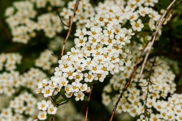 Macro bush of small white flowers on a branch