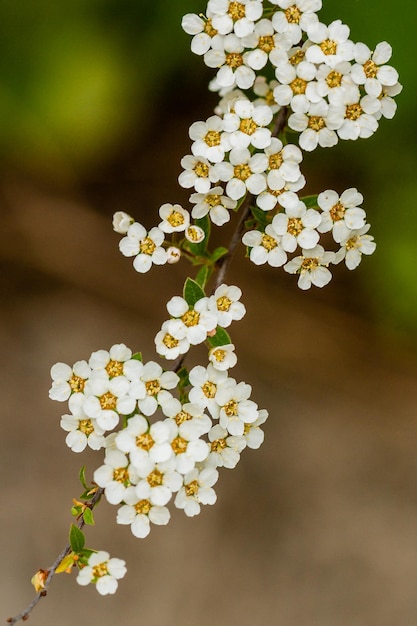 Macro bush of small white flowers on a branch