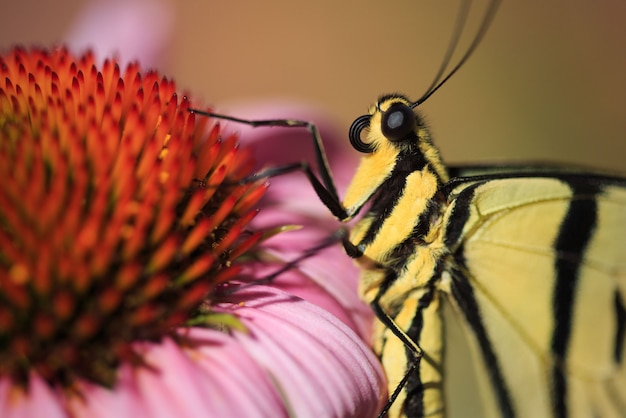 Occhio e fiore di farfalla a macroistruzione