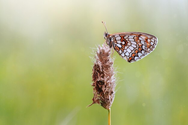 Photo macro butterfly melitaea athalia