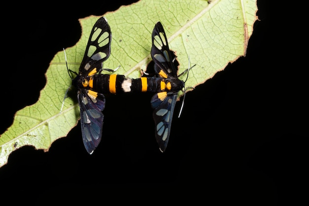 Macro farfalla sulla pianta