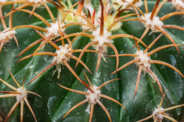 Macro cactus background,close up of globe shaped cactus with\
long thorns