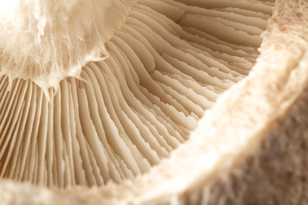 Macro of the cap of a Shiitake mushroom Lentinula edodes