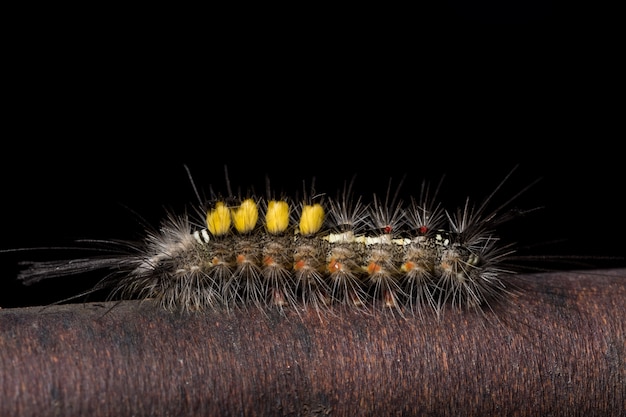 Macro caterpillar on the leaf