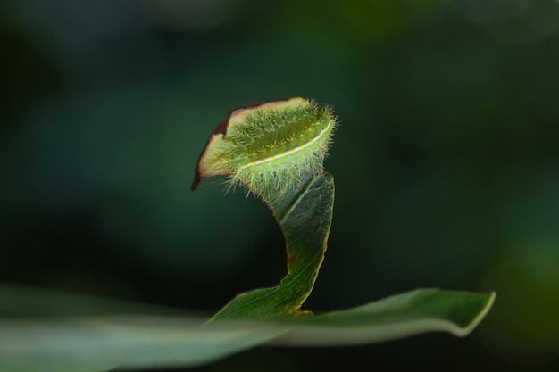 Macro caterpillar on a leaf