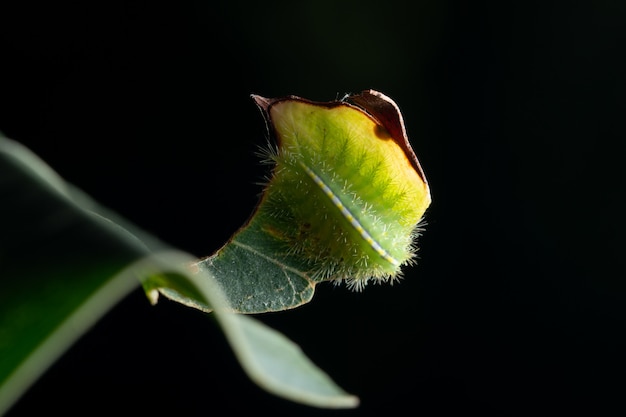 Macro caterpillar on a leaf