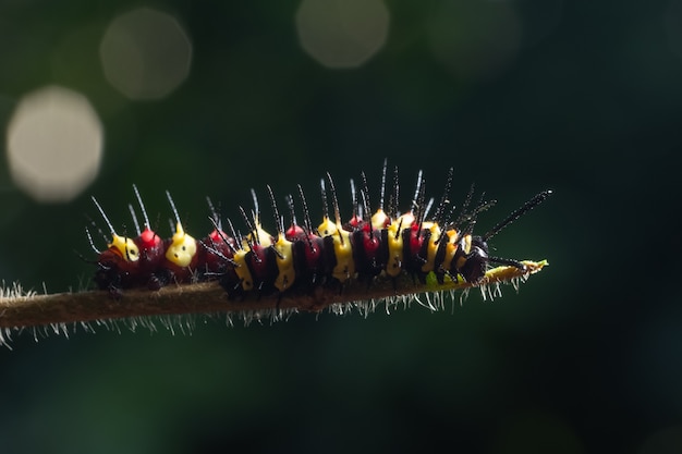 Macro caterpillar on a leaf