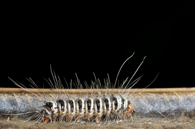 Photo macro caterpillar