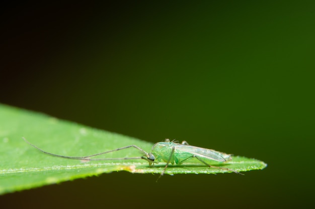 Macro Chironomidae on leaves