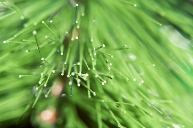 Macro of Christmas Decorations