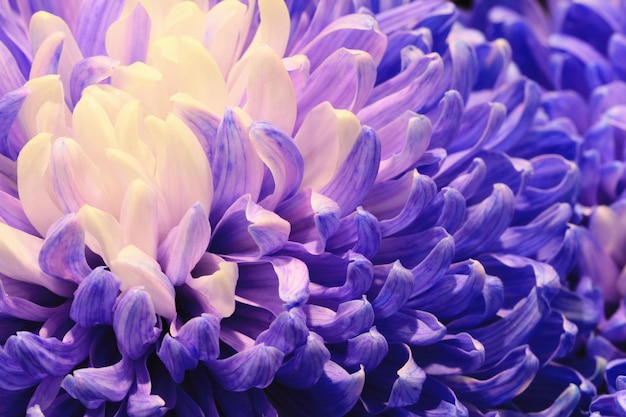 macro of Chrysanthemum flowerpurple with white flower in full bloom in the garden