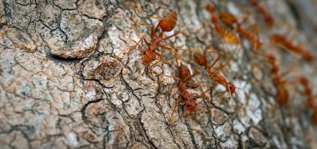 マクロクローズアップアリのチームワークは、食物の輸送を助けていますアリの行動