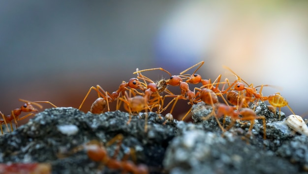 macro close up ants teamwork are helping to transport foodBehavior of ants