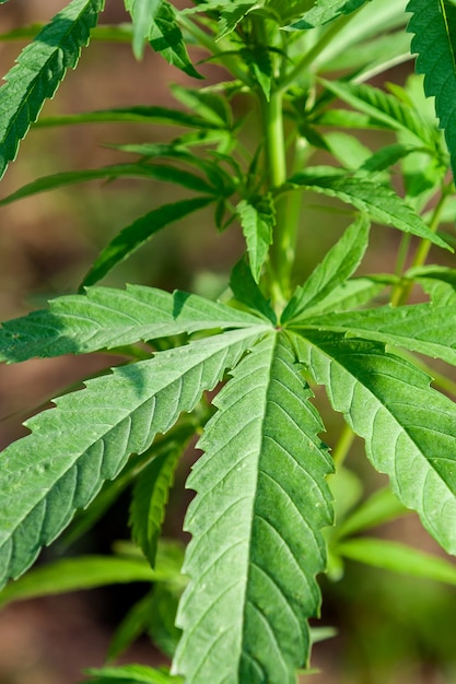 Macro close up of a Cannabis Medical Marijuana plant leaf