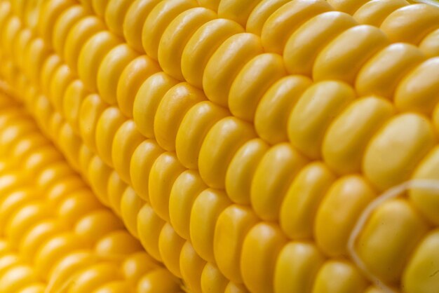 Макро крупным планом семена кукурузы просматривать текстуру сельского хозяйства желтого цвета