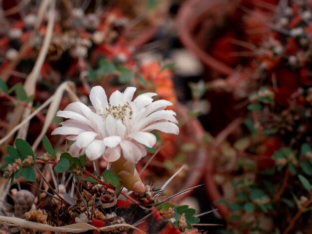 Macro close-up lichtroze gymnocalycium cactus bloeiende bloem