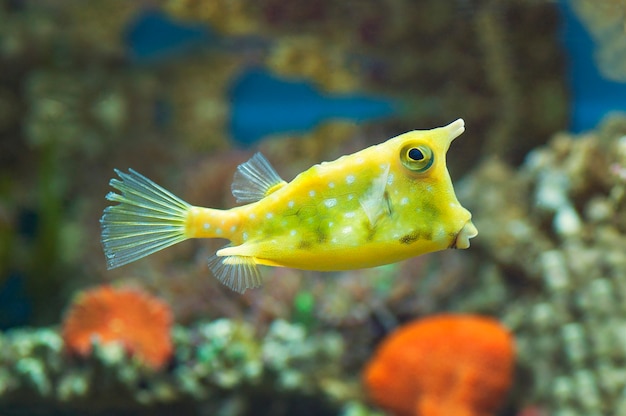 macro close up of longhorn cowfish. marine fish