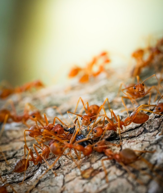 macro close-up mieren teamwerk helpt voedsel te vervoeren Gedrag van mieren