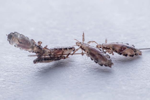 Photo macro close up pediculus humanus capitis head louse