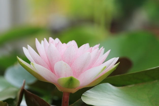 Macro close up petal lotus flower.