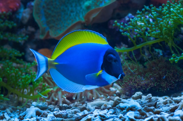 Macro close up di pesce tang blu polvere, acanthurus leucosternon