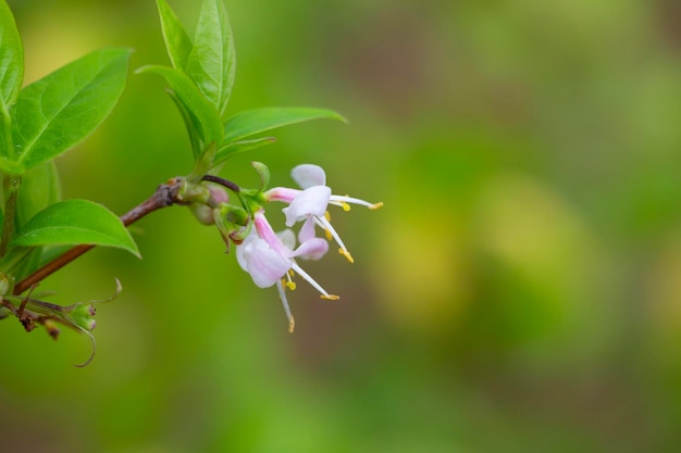 Macro close-up prachtige witte gele bloeiende lonicera fragrantissima winter honingsteen zoet