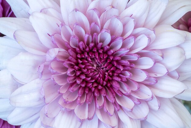 Macro close up of the purple flower