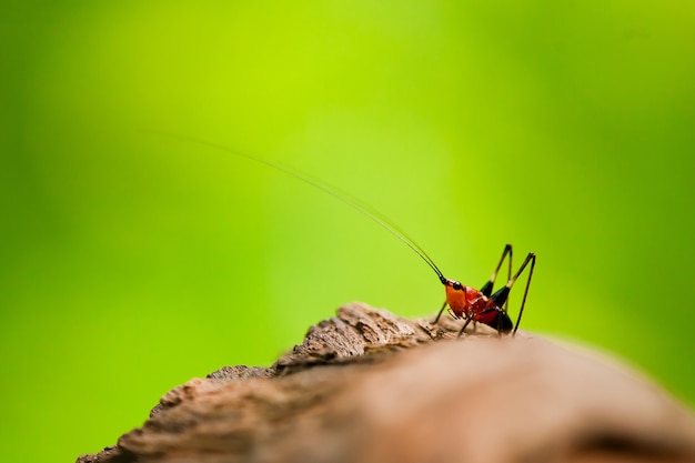 Macro/close-up shot of a red and black cricket on a blade of grass 