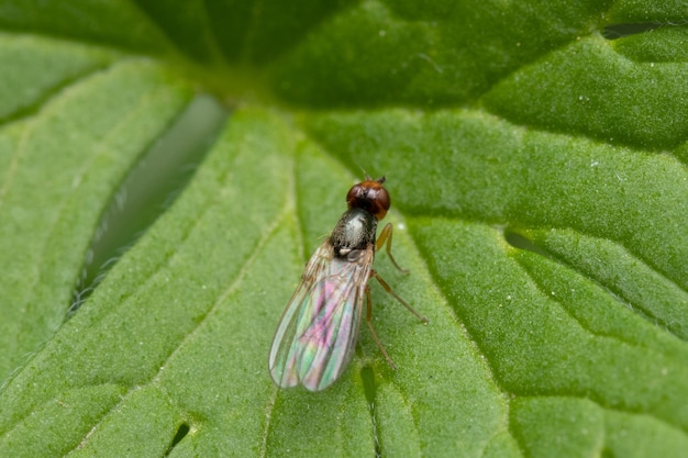 Foto macro close-up shot van een vlieg zittend op het groene blad