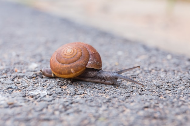 Macro close-up of snail on the road is moving slow.