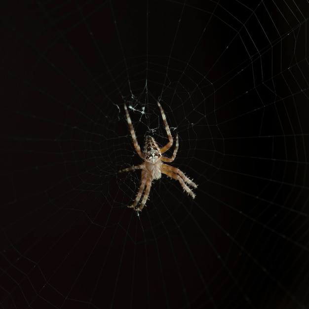 Macro, close-up of a spider web on a dark background