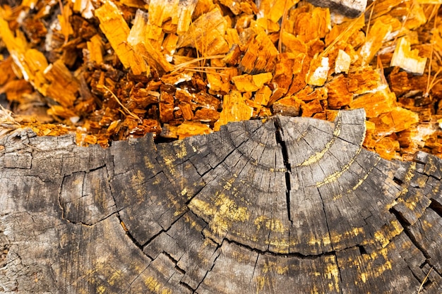 Photo macro close-up of tree rings and resin in pine forest plantation in cape town