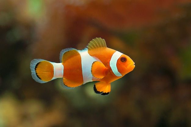 Macro close-up van clownfish. marine vis