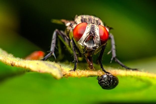 Macro close-up van insecten, vlieg Eten van voedsel op de bladeren.