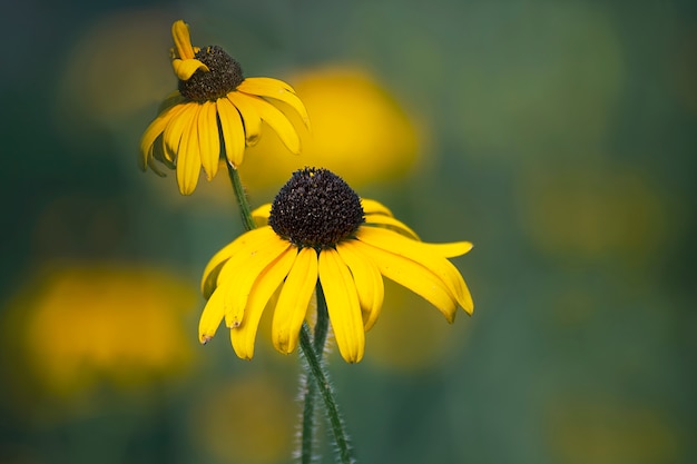 macro close up of yellow flower with bokeh background