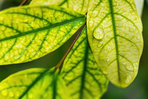 Foto macro close-up di una bella foglia verde fresca con una goccia d'acqua dopo la pioggia alla luce del sole mattutino