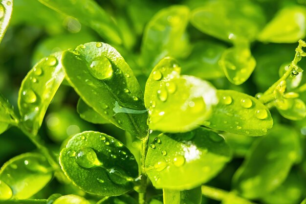 macro closeup of beautiful fresh green leaf with drop of water nature background
