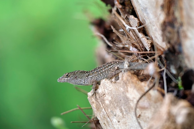 미국 플로리다에 서식하는 작은 파충류인 아놀리스 사그레이(Anolis sagrei)가 여름 햇살에 날린 혼자 도마뱀의 거시적 클로즈업