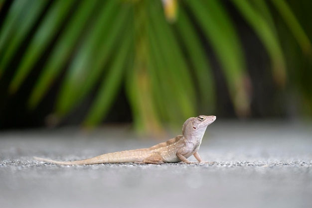 미국 플로리다에 서식하는 작은 파충류인 아놀리스 사그레이(Anolis sagrei)가 여름 햇살에 날린 혼자 도마뱀의 거시적 클로즈업